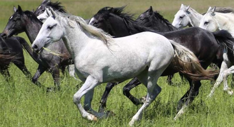 Örökbefogadható lipicai és gidrán lovak a ménesgazdaságnál